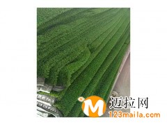 臨沂安全平網(wǎng)生產(chǎn)廠家,山東施工網(wǎng)廠家直銷