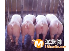 白豬價(jià)格豬場(chǎng)仔豬批發(fā)三元豬苗價(jià)格
