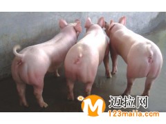 仔豬多少錢(qián)一頭長(zhǎng)白豬杜洛克豬價(jià)格