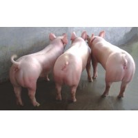 仔豬多少錢(qián)一頭長(zhǎng)白豬杜洛克豬價(jià)格