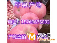 山東蘋(píng)果批發(fā)基地紅富士蘋(píng)果產(chǎn)地供應(yīng)價(jià)格行情