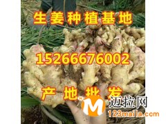 山東生姜產(chǎn)地直銷(xiāo)價(jià)格哪里價(jià)格便宜