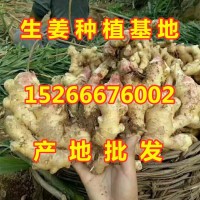 山東生姜產(chǎn)地直銷(xiāo)價(jià)格哪里價(jià)格便宜