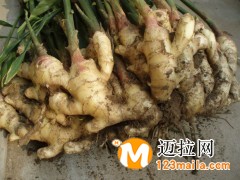 山東生姜批發(fā)價(jià)格行情