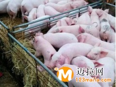 臨沂三元豬仔批發(fā),臨沂仔豬直銷