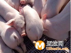山東仔豬養(yǎng)殖基地