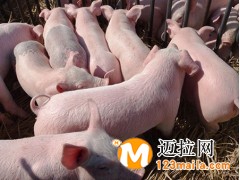臨沂仔豬批發(fā)養(yǎng)殖基地