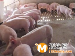 臨沂豬崽苗批發(fā),山東仔豬直銷