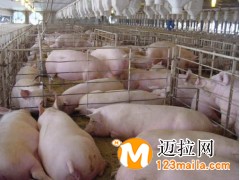 山東仔豬養(yǎng)殖基地