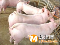 臨沂仔豬直銷,山東豬崽苗批發(fā)