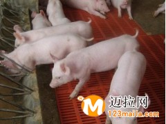 臨沂仔豬養(yǎng)殖基地