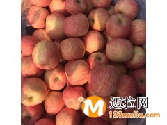 山東沂蒙山紅富士蘋(píng)果及中高端