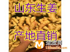 今日山東生姜基地批發(fā)價(jià)格行情哪里價(jià)格便宜