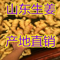 今日山東生姜基地批發(fā)價(jià)格行情哪里價(jià)格便宜