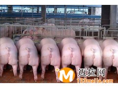 山東杜洛克種豬廠家,臨沂杜洛克母豬生產(chǎn)廠家