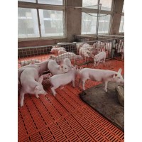 臨沂杜洛克母豬生產(chǎn)廠家,臨沂豬仔廠家直銷