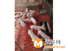 臨沂豬仔廠家直銷,臨沂宜春種豬批發(fā)價格