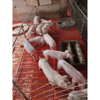 臨沂豬仔廠家直銷,臨沂宜春種豬批發(fā)價(jià)格