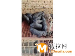 山東杜洛克種豬廠家,臨沂豬仔廠家直銷