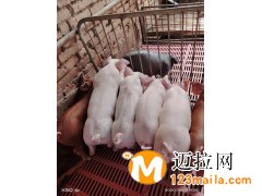 臨沂杜洛克母豬生產(chǎn)廠家,臨沂宜春種豬批發(fā)價格