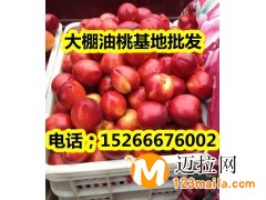 山東大棚油桃基地批發(fā)價(jià)格行情
