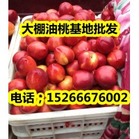 山東大棚油桃基地批發(fā)價(jià)格行情