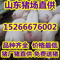 山東仔豬苗豬價(jià)格行情