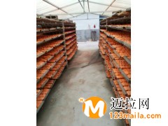 學(xué)校專用粉筆臨沂廠家直銷整箱發(fā)貨